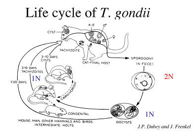 toxoplasma life cycle
